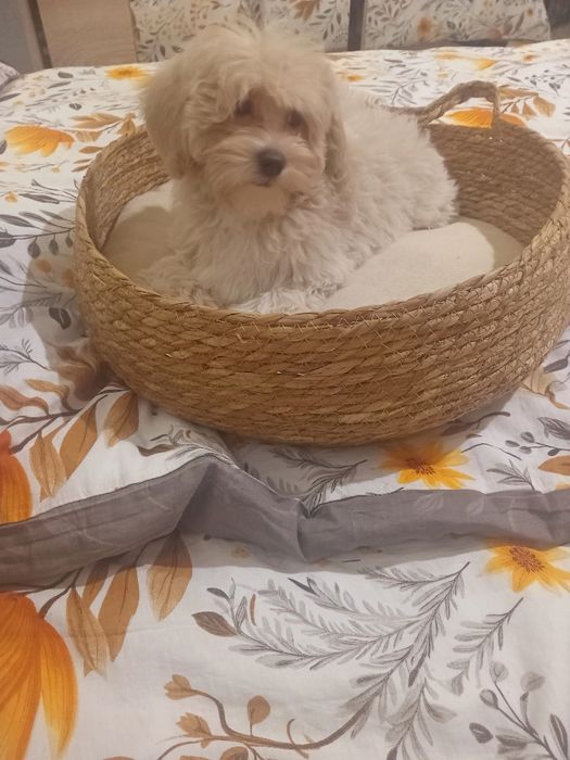 Maltipoo, suczka