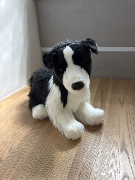 Uroczy piesek Border Collie marki Douglas