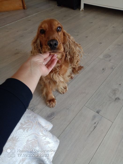 Cocker spaniel angielski
