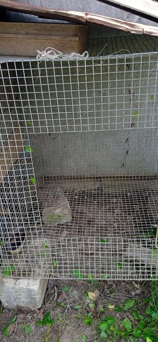 Для собак кролів курей