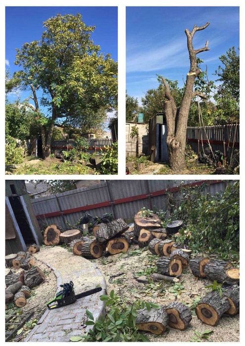 Беcплатный спил деревьев