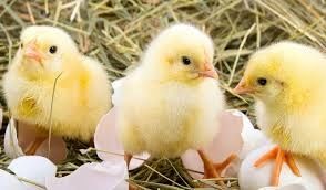 Добові бройлери, курчата, качка, гуси