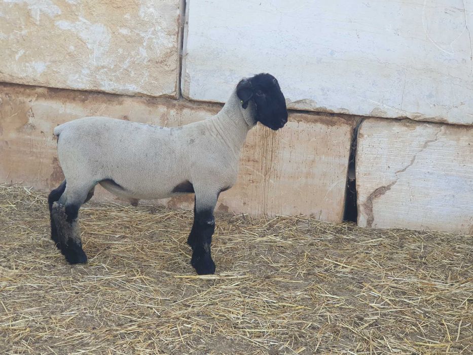 Borregos Suffolk Lnha Inglesa