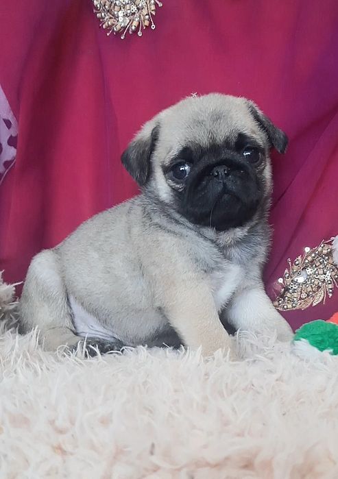 Супер девочка и мальчик мопсик