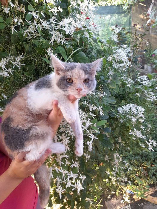 Віддам в добрі руки!