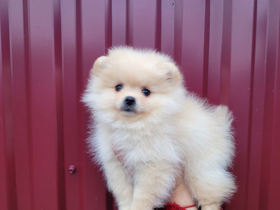 Хлопці Померансько Шпіца.