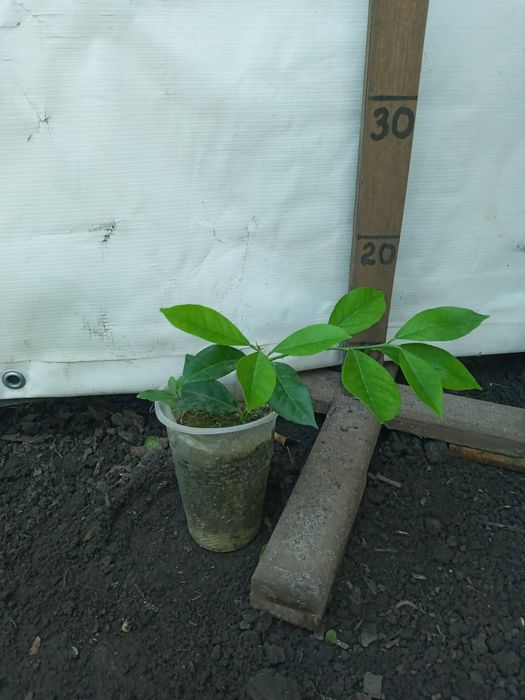 Лимони різні сорти