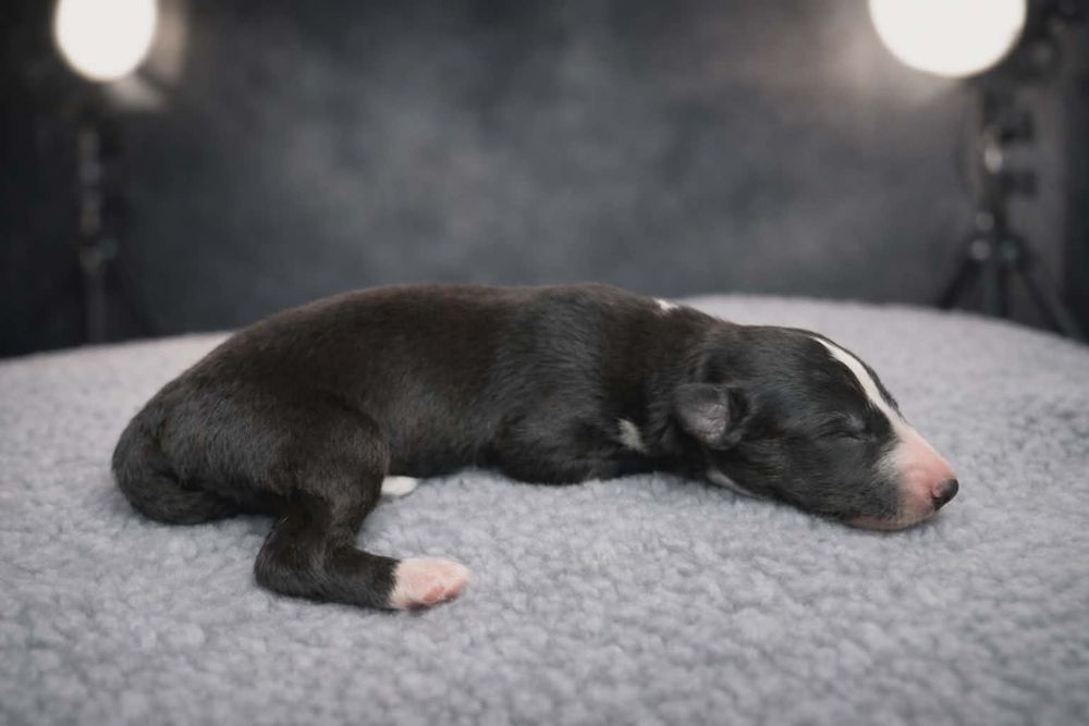 Chart Rosyjski Borzoj Tadeusz