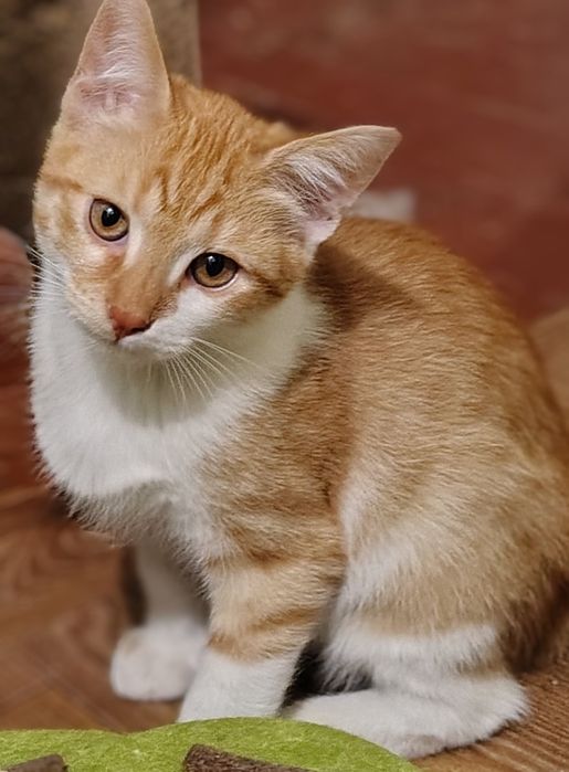 Кошенята шукають дім