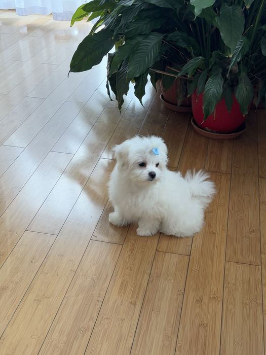 Maltańczyk komplet szczepień piesek Szafir