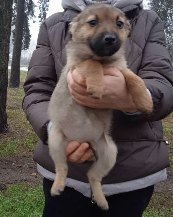Цуцентяка шукають дім
