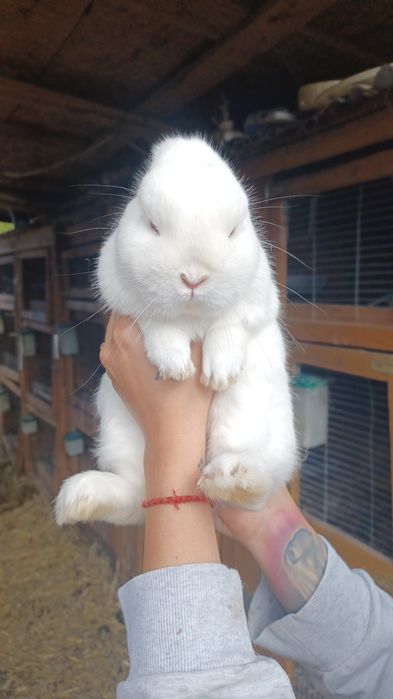 Hermelin niebieskooki