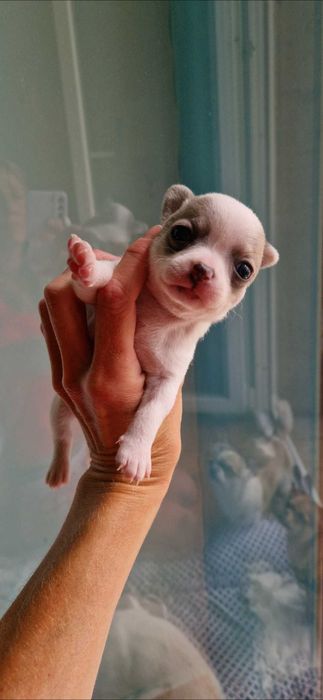 Fêmea chihuahua mini toy