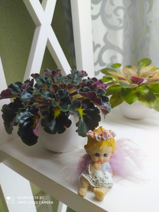 Сортовые фиалки, цветы, комнатные растения