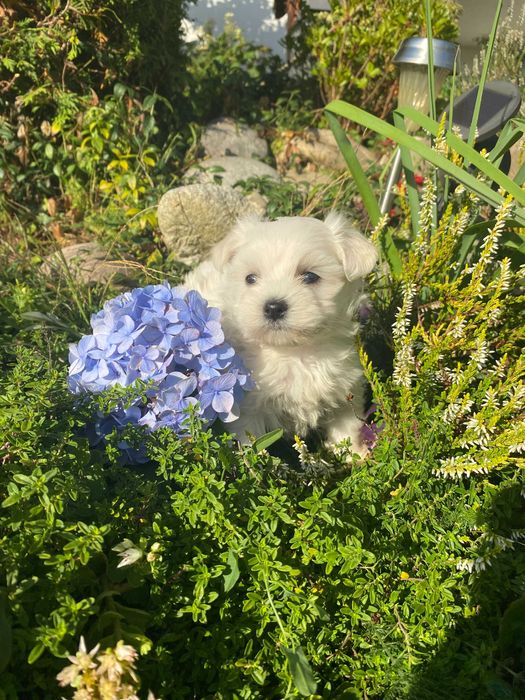 Szczeniak Maltańczyk