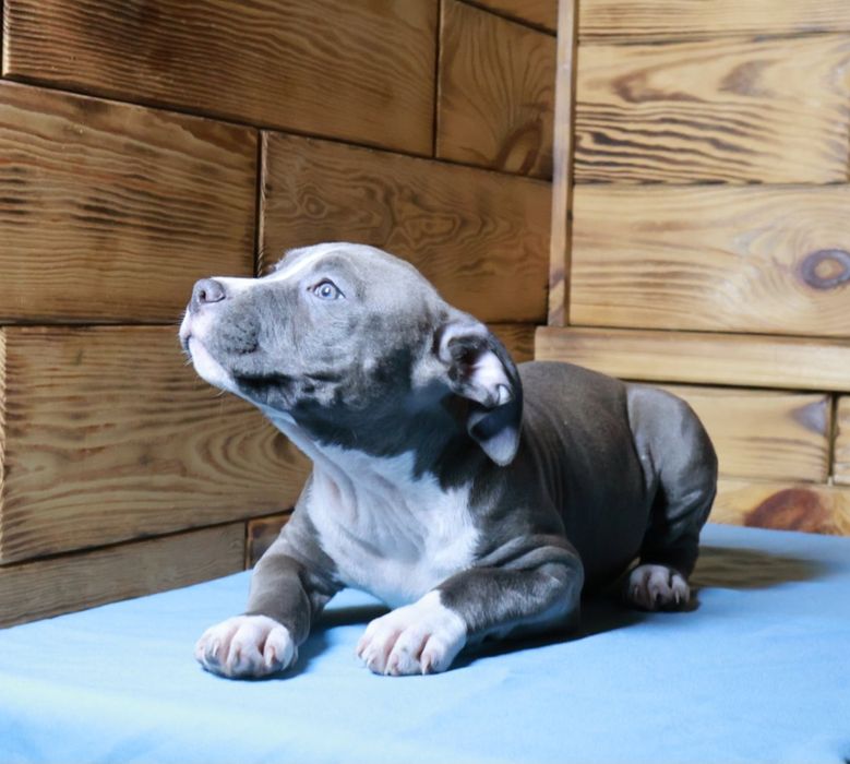 Цуценята Амстаффа готові до переїзду. З гарним родовідом