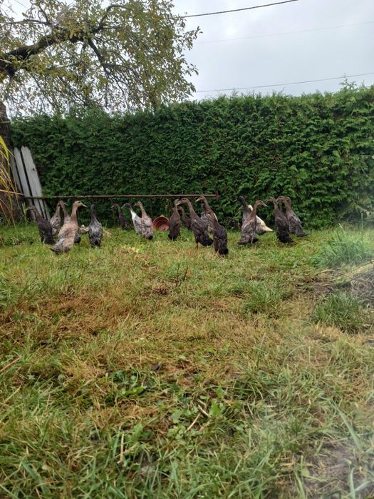 Kaczki biegusy indyjskie młode