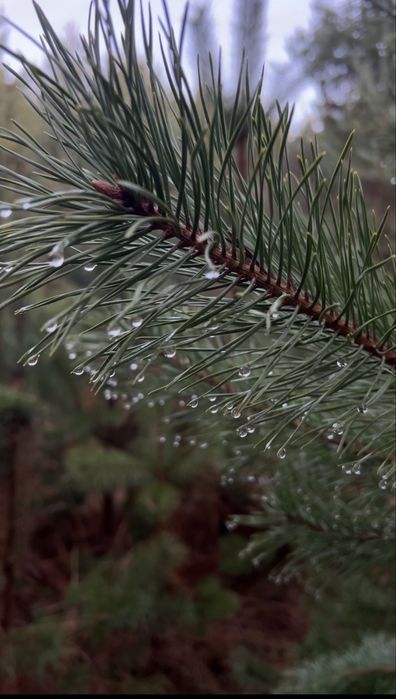 Терміново продаж ділянки 0,25