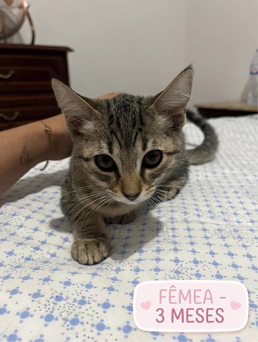 Gatos para adocao
