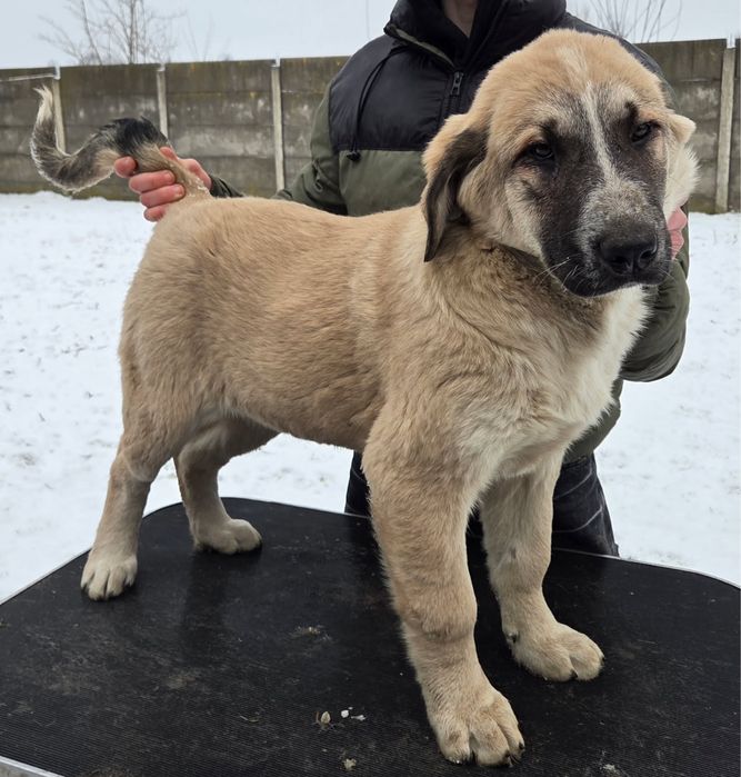 Owczarek Środkowoazjatycki FCI - szczenię suczka