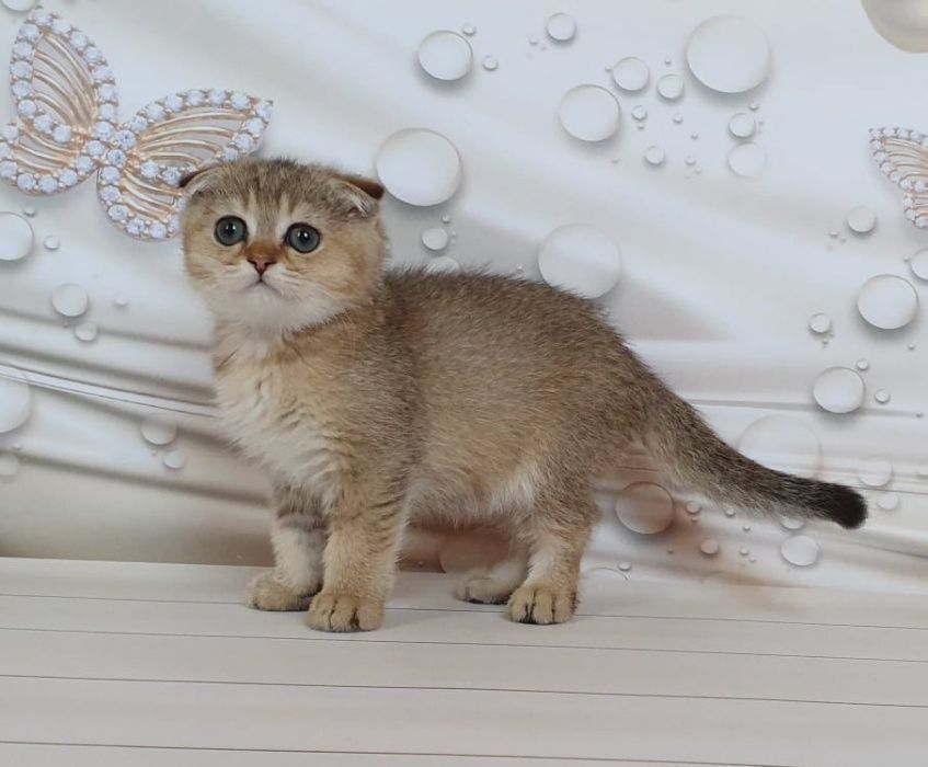 Знакомьтесь - мальчик Винстон!