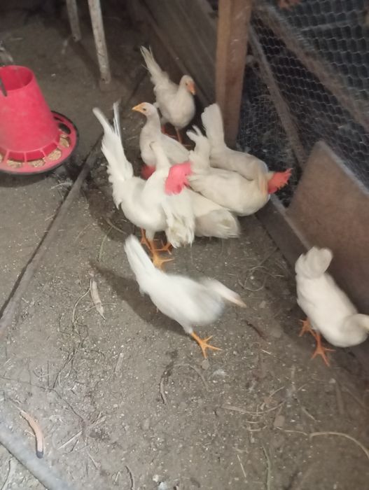 Galinhas legorns