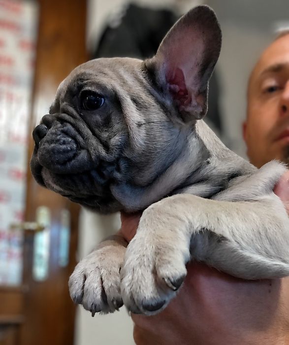 buldog francuski suczka