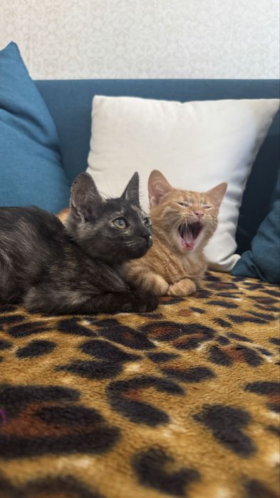 Котята в хорошие руки