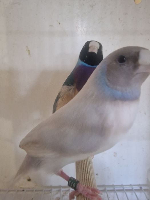 Diamantes de Gould