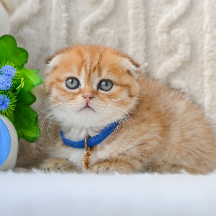 Золоте кошеня шукає дім
