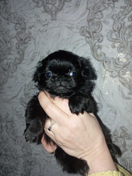 Хлопчики Пікінесики