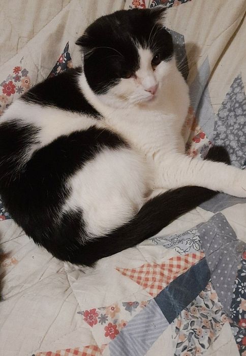 Отдам молодого кота