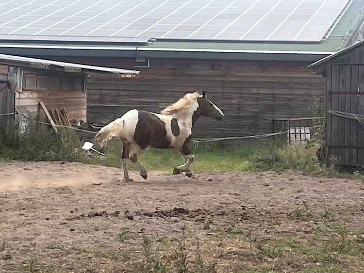 Koń ogier zimnokrwisty