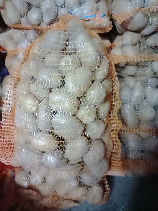 Ziemniaki jadalne Red Sonia Soraja Bella rosa Jurek