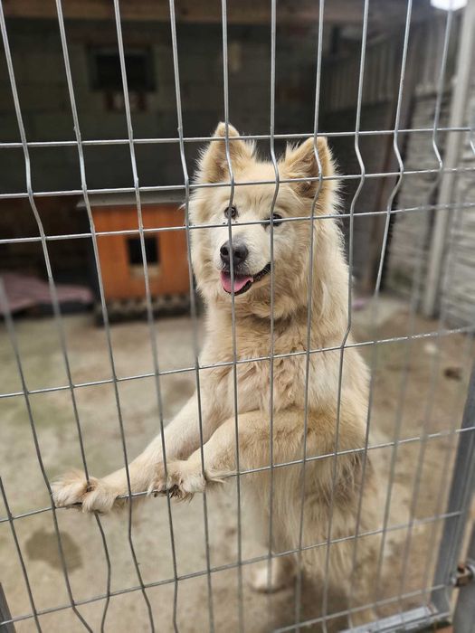 AZULA – piękna jak samojed, wierna jak najlepszy przyjaciel