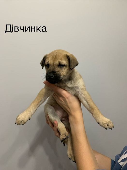 Цуценята шукають дім