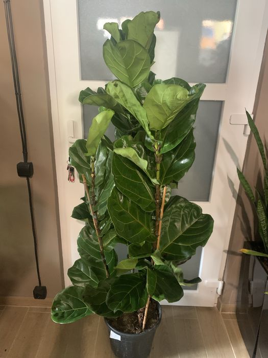 Фікус Ліоата  1,70