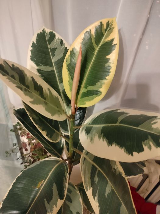 Kwiaty doniczkowe wszystkie lub na szt.