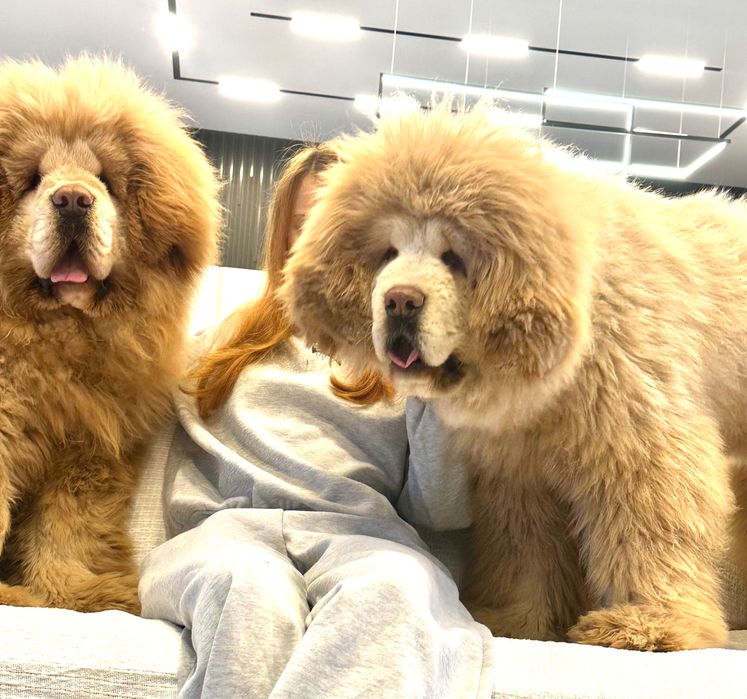 Тібетський мастиф