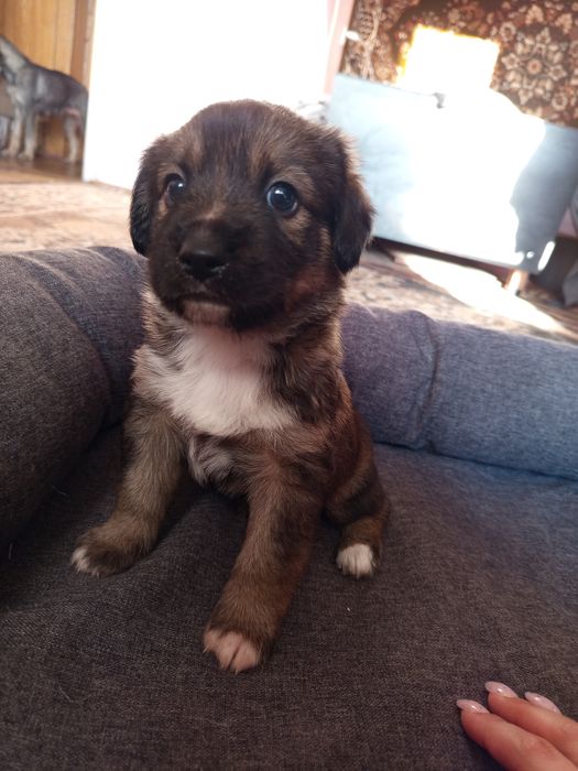 Віддам безкоштовно щенят