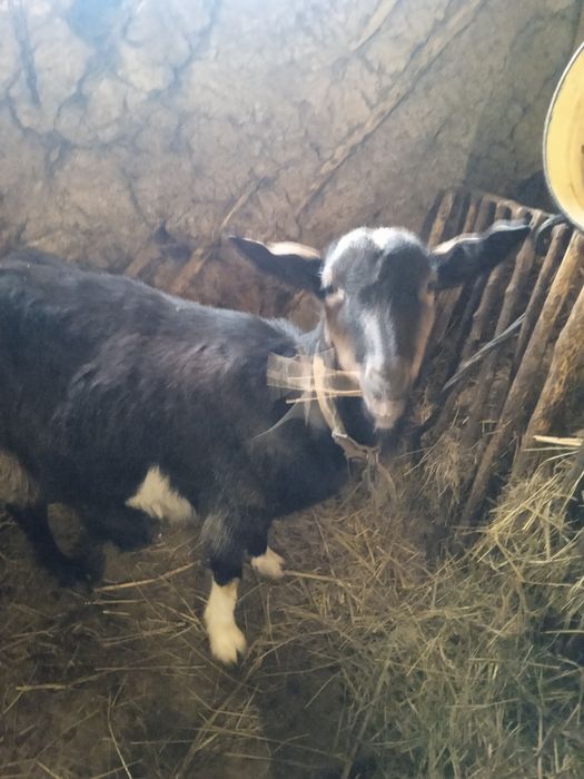 Коза    котная..