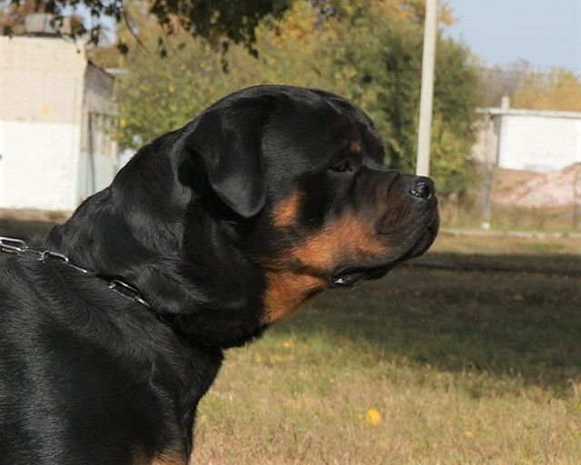 Кобель ротвейлера ищет невесту.