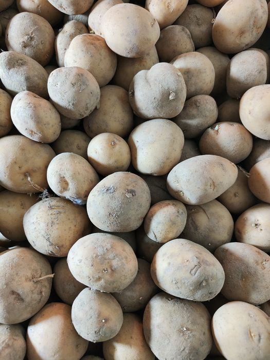 Ziemniaki Catania wielkość sadzeniaka