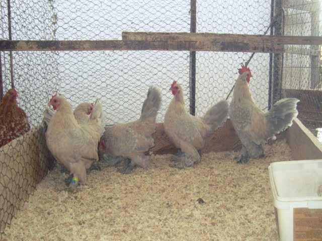 Мільфлер (3 окраси) інкубаційне яйце