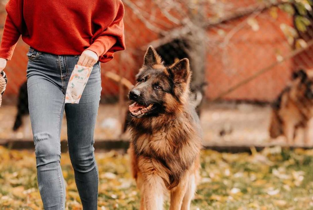 Przepiękny 2-letni Mezo w typie owczarka niemieckiego szuka domu!!!