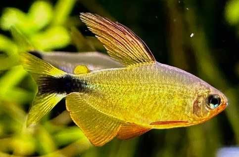 hyphessobrycon procyon bystrzyk szopowaty