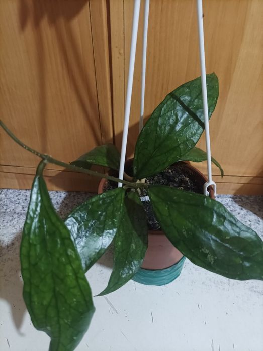 Хойя Пахіклада варієгата Мун