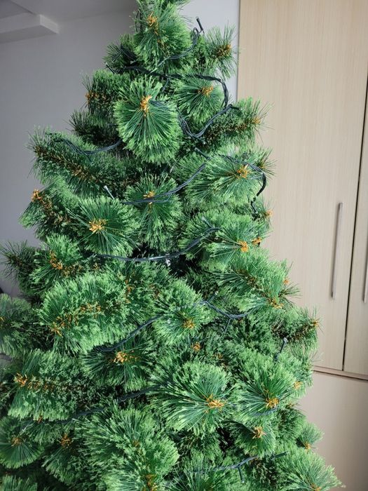 Продам сосну 2 метри висота