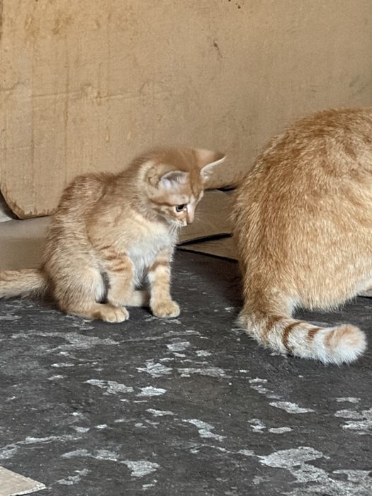 Риже кошеня ( 2, 5міс, хлопчик) шукає сімʼю