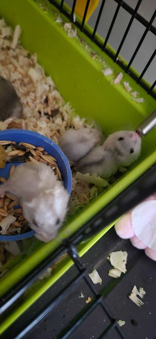 Chomiczki oddam w dobre ręce